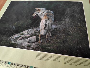 Juni - der Wolf, Kalender 1996/2024